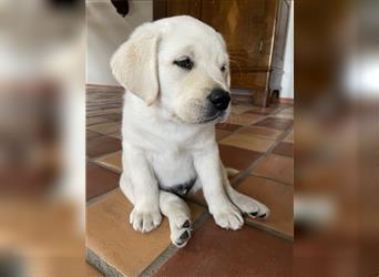 Labradorwelpe mit Ahnentafel sucht liebevolles Zuhause