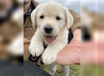 Labradorwelpe mit Ahnentafel sucht liebevolles Zuhause