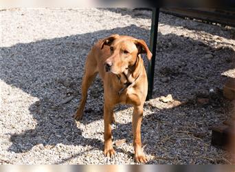 Nougat – Sucht Menschen mit Hundeverstand