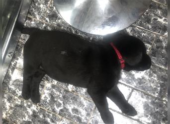 Labrador Welpen Reinrassige mit Ahnentafel