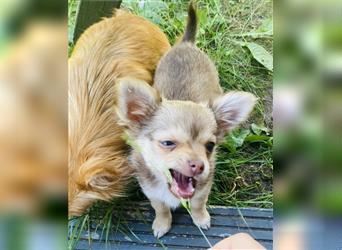 Süße Mini Chihuahua Welpen (Langhaar)