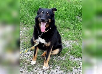 Schäferhundmix Lupi, 6 Jahre Tierheim in Rumänien sind genug