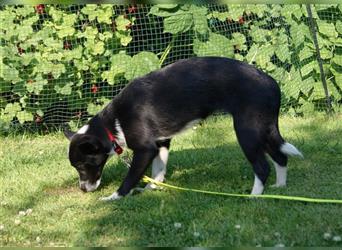 Hundemädchen MAUSI, 4 Mon., bildhübsch und verspielt, sucht aktives Zuhause