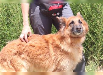 Lassie, Mix Belgischer Schäferhund, lieb und verträglich
