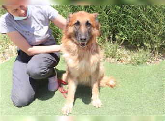 Lassie, Mix Belgischer Schäferhund, lieb und verträglich