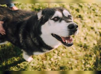 Snowy – eine Kandidatin für Hundesport!