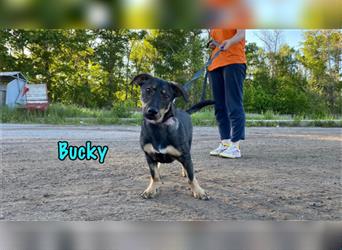 Bucky 12/21 (RU) - aktiv und verspielt