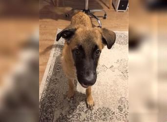 Rosi, ein sehr freundliches Hundemädchen sucht Körbchen