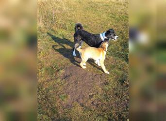 Rosi, ein sehr freundliches Hundemädchen sucht Körbchen