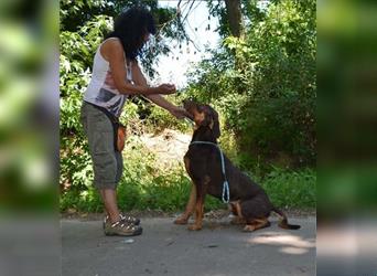 Vilmos sucht bewegungsfreudige, souveräne Menschen mit Hundeerfahrung, Kenner und Fans der Rasse
