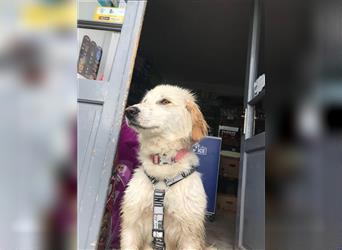 Fritzi ein süßer, lustiger und fröhlicher Hund sucht Körbchen