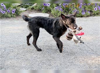 Strutzi, süße junge Hundefellnase sucht ihr Körbchen