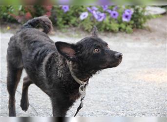 Strutzi, süße junge Hundefellnase sucht ihr Körbchen
