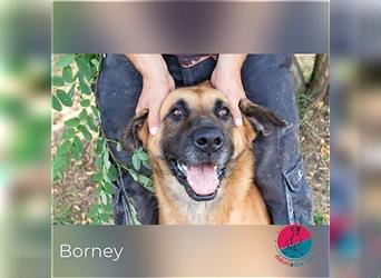 Borney – Loyaler Rüde sucht einen starken Gegenpart