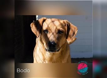 Bodo – Sucht sein Zuhause auf Lebenszeit