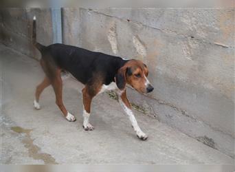 Mischlingsrüde Jagdhund Mischlingsrüde Rüde Junghund Dan sucht Pflegestelle o. ein Zuhause