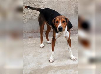 Mischlingsrüde Jagdhund Mischlingsrüde Rüde Junghund Dan sucht Pflegestelle o. ein Zuhause