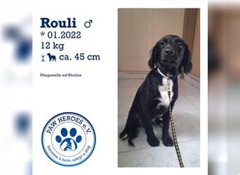 Welpe ROULI (6 Monate, mittelgroß) sucht sein Zuhause