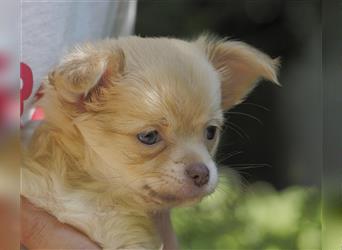 Reinrassiges Langhaar Chihuahua Mädchen / Welpe