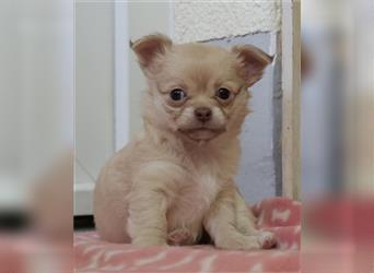 Reinrassiges Langhaar Chihuahua Mädchen / Welpe
