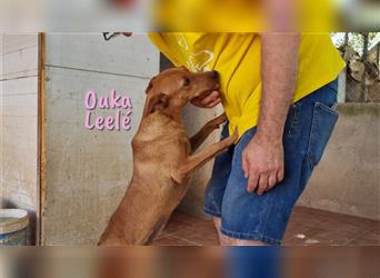 Ouka Leelé 10/20 (ES) - verschmust und sozial