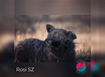 Rosi – Kroatische Schäferhund-Mix-Hündin mit Herz und Köpfchen