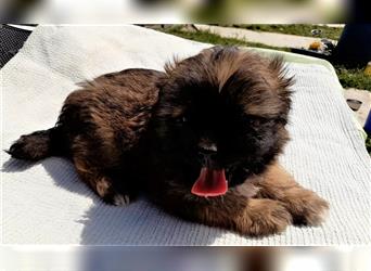 Lina – 3 Monate altes Hundemädchen, kleinbleibend