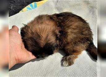 Lina – 3 Monate altes Hundemädchen, kleinbleibend