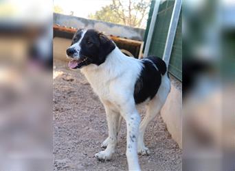 liebe Torca sucht ein Herdenschutzhund geeignetes Zuhause oder Pflegestelle