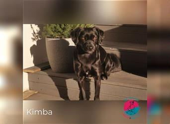 Kimba sucht neuen Wirkungskreis