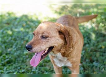 Leya – Liebevolle Hundedame hofft auf ihr zweites Glück
