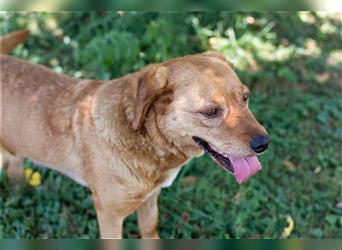 Leya – Liebevolle Hundedame hofft auf ihr zweites Glück
