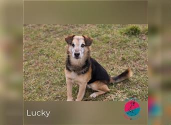 Lucky - Agile Glücksnase sucht liebevolle Familie