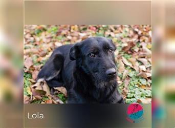 Lola - Sucht ein sicheres Zuhause mit Gesellschaft