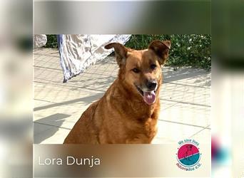Lora Dunja – Ruhige Hundeseele voller Liebe