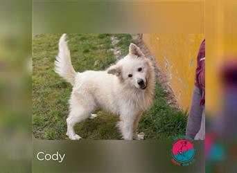 Cody – dieser weiße Teddy ist auf Zack!