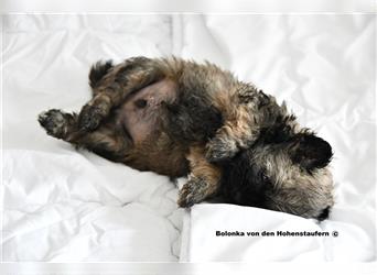 Bolonka Zwetna Welpen von den Hohenstaufern, Hundezucht nach § 11 Tierschutzgesetz