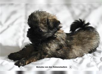 Bolonka Zwetna Welpen von den Hohenstaufern, Hundezucht nach § 11 Tierschutzgesetz
