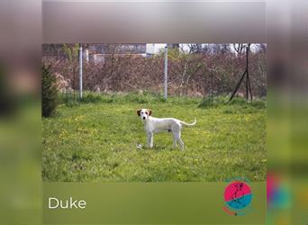 Duke – Neugierig auf ein Leben an deiner Seite