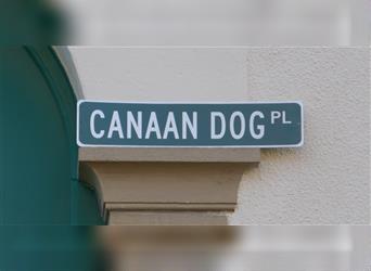 Canaan Dog - Kanaan Hund (Urhundtyp)