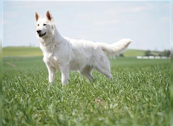 Wunderschöne Weiße Schäferhund Welpen abzugeben