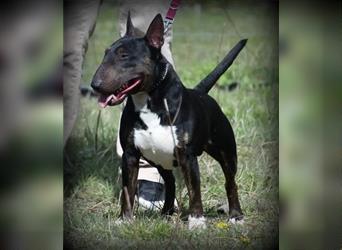 Exzellenter Deckrüde - Garant für gesunde, wunderschöne Miniatur Bullterrier Welpen!