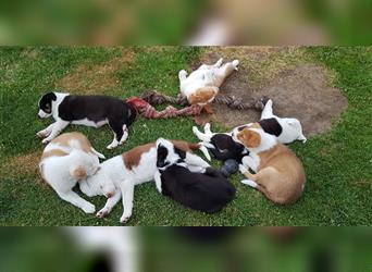 Australian Shepherd / Schäferhund Mix Welpen, Familienhunde