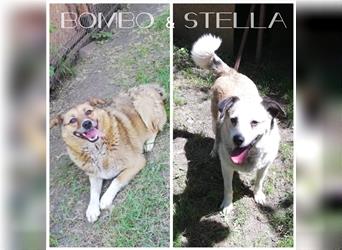 Bombo & Stella suchen ein gemeinsames Zuhause