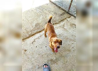 GINO - tolles Hundekind - wünscht sich, für immer adoptiert und geliebt zu werden!
