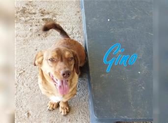 GINO - tolles Hundekind - wünscht sich, für immer adoptiert und geliebt zu werden!