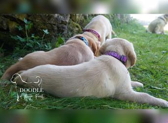 Mini Labradore Stammbaum Hausaufzucht Vorerzogen 14 Wochen Stubenrein