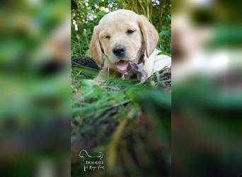 Mini Labradore mit Stammbaum Hausaufzucht
