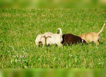 Mini Labradore mit Stammbaum Hausaufzucht