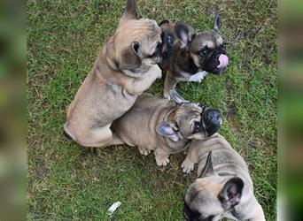 Süße Französische Bulldoggen Welpen suchen neue Zuhause.